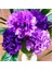 10 Adet Chabaud Violet Multilayer Carnation Tohumu 1