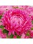 10 Adet Aster Karmelita Pink Annual Tohumu 1
