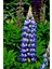 5 Adet Lupin Blue Flame Giant Tohumu 1