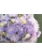 10 Adet Hazaster Hagan Light Blue Aster Tohumu 1