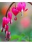 5 Adet Pink Bleeding Heart Tohumu 1