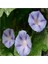 5 Adet Caprice Morning Glory Tohumu 1