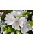 5 Adet Hollyhock (Malva Moschata White) Tohumu 1