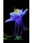 5 Adet Colorado Blue Columbine Tohumu 1