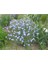 10 Adet Blue Flax (Prairie Flax / Lewis Blue Flax) Tohumu 1