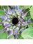 10 Adet Sunflower Sun-Fill Purple Tohumu 1