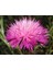 10 Adet Natural Centaurea Royal Pink Tohumu 1