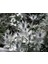 10 Adet Giant Silver Ghost Sea Holly Tohumu 1