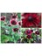 10 Adet Red Black Eyed Susan Tohumu 1