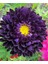 10 Adet Aster Valkyrija Purple Yellow Tohumu 1