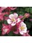 5 Adet Rose Star Columbine Tohumu 1