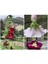 5 Adet Mixed Color Hollyhock Tohumu 1