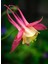 5 Adet Native Wild Columbine Tohumu 1