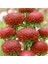 10 Adet Callistephus Pompon Dark Red Aster Tohumu 1