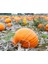 5 Adet Giant Pumpkin - Bambino Bal Kabağı Tohumu 1