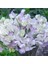 10 Adet Organic Sweet Pea High Scent Tohumu 1