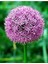 20 Adet Purple Gıant Allıum Tohumu 1