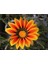 10 Adet Yellow Orange Gazania Tohumu 1