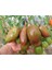 20 Adet Sweet Tooth Domates Tohumu 1