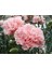 10 Adet La France Pınk Carnatıon Tohumu 1