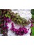 10 Adet Purple Bell Vine Tohumu 1