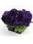 10 Adet Petunia Isabel Tohumu 1