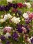 10 Adet Mixed Multicolored Aquilegia Tohumu 1