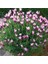 10 Adet Pink Spanish Lavender Tohumu 1