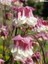 5 Adet Pink Petticoat Columbine Tohumu 1