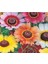 10 Adet Painted Daisy Tohumu 1