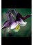 5 Adet Deep Purple Columbine, William Guinness Tohumu 1