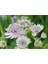 5 Adet Astrantia Major Tohumu 1