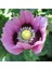 10 Adet Hungarian Blue Breadseed Poppy Tohumu 1