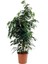 "" Benjamin Ficus Benjamina 100 cm Yerli Ev Bitkisi Salon Ofis Bitkisi 1