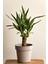 Yucca - Yuka Bitkisi Tek Gövdeli Yucca Avize Çiçeği Canlı Salon Bitkisi 50 - 60 cm 1