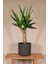 Yucca - Yuka Bitkisi Tek Gövdeli Yucca Avize Çiçeği Canlı Salon Bitkisi 50 - 60 cm 2
