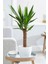 Yucca - Yuka Bitkisi Tek Gövdeli Yucca Avize Çiçeği Canlı Salon Bitkisi 50 - 60 cm 3