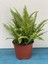 Aşk Merdiveni Fujer Nephrolepis 40-40 cm 1