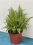 Aşk Merdiveni Fujer Nephrolepis 40-40 cm 2