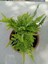 Aşk Merdiveni ( Nephrolepis ) ( 15 cm Saksıda ) 30 - 40 cm Arası 1