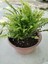 Aşk Merdiveni ( Nephrolepis ) ( 15 cm Saksıda ) 30 - 40 cm Arası 3
