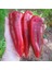 20 Adet Marconi Red Giant Biber Tohumu 1