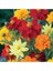 Cosmos 'brightness Mixed' Çiçek Tohumu 1