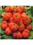 Nadir Ithal Antik Domates Tohumu 10 Adet Tohum 1