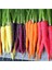 100 Adet Five Color Rainbow Havuç Tohumu 1