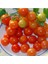 20 Adet Tonadose De Conores Domates Tohumu 1