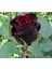 5 Adet Siyah Kırmızı Gül Tohumu 1
