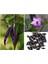 20 Adet Organic Purple Cayenne Biber Tohumu 1