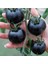 20 Adet Indigo Rose Domates Tohumu 1
