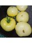 White Wonder Domates Tohumu 1